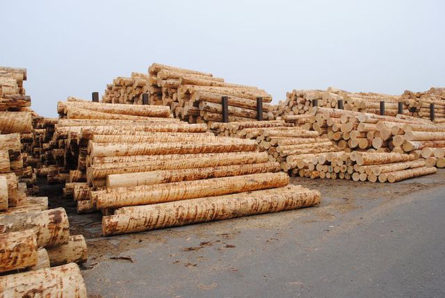 Holzmarktkommission: Priorität auf Forstschutz und Verarbeitung von Käferholz